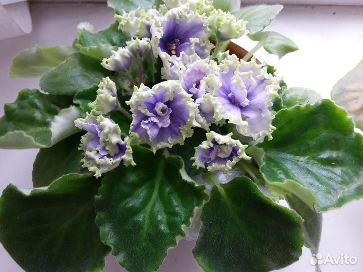 Сортовые фиалки