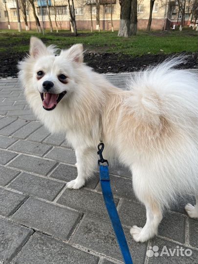 Случка шпиц