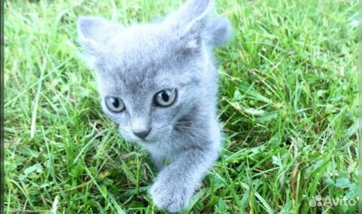 Котята