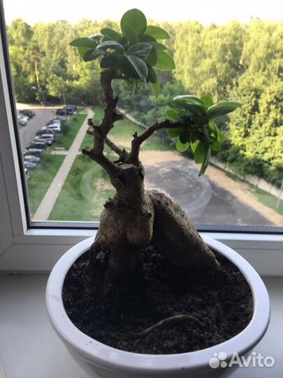 Дeревo Бонсай фикуc