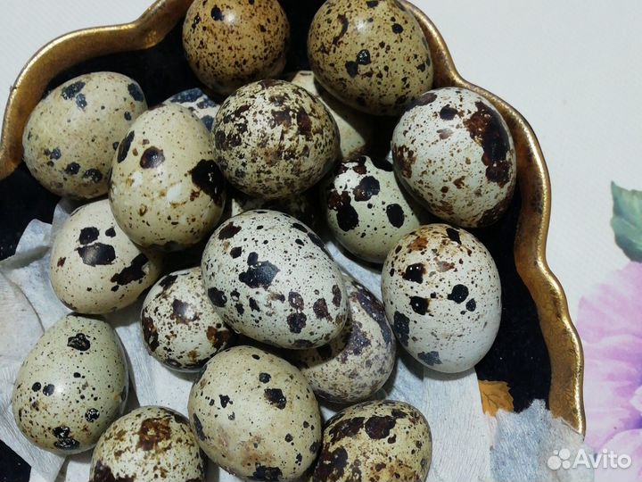 Перепёлки начали нестись