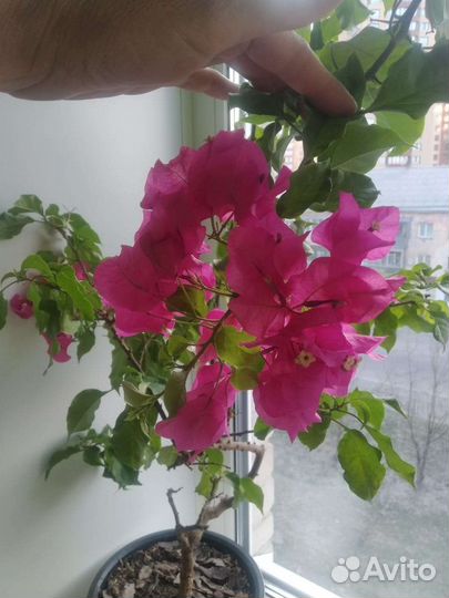 Комнатные растения цветы