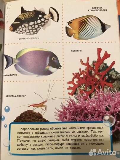 Подводный мир книга с картинками