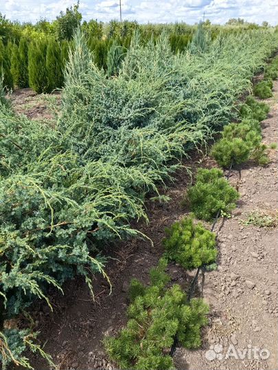 Туи, Можжевельники, Ёлка, Сосна