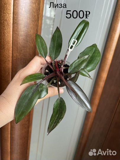 Филодендроны