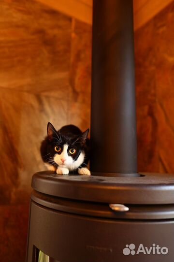 Кошки в добрые руки