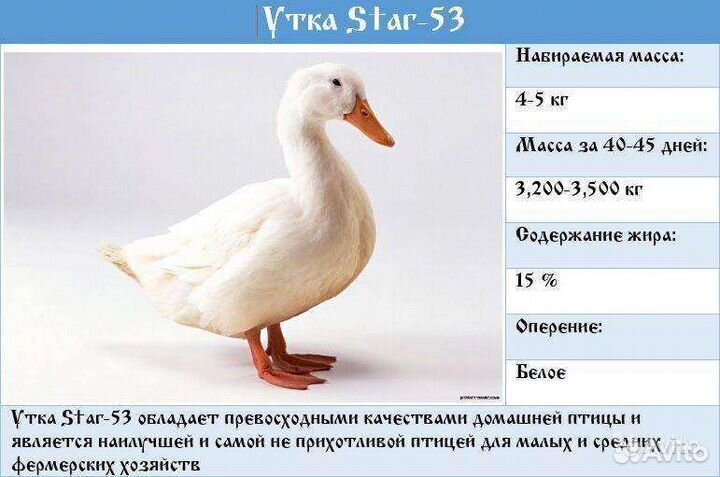 Утки подрощенные