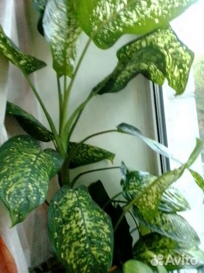 Диффенбахия крупная(лист 30 см)