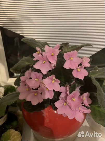 Фиалки разных уветов