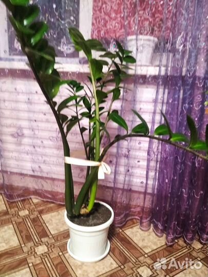 Замиокулькас