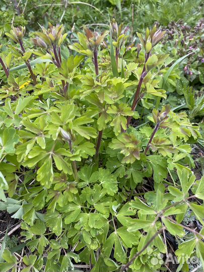 Малиноклен и другие многолетние