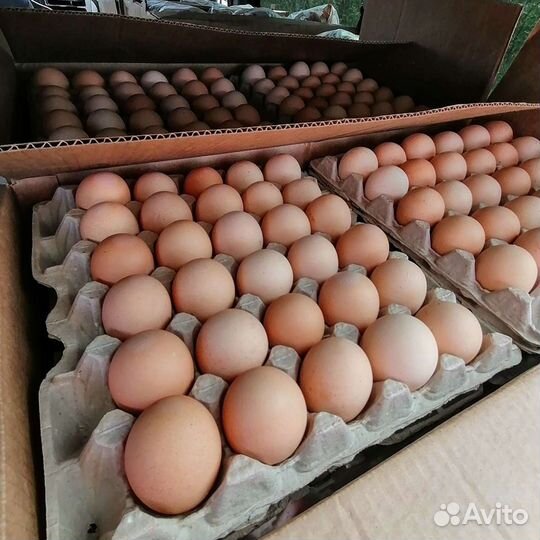 Свежее крупное куриное яйцо