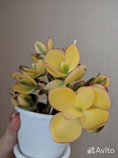 Крассула толстянка