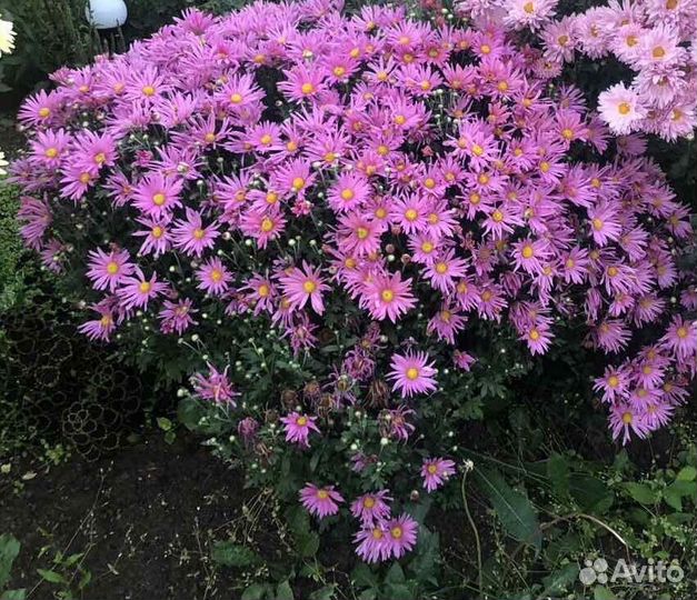 Хризантема корейская