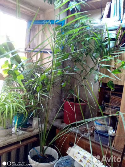 Финиковая пальма