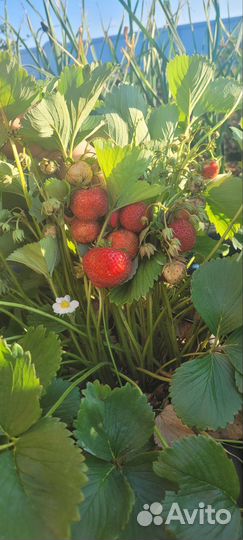 Усы клубники