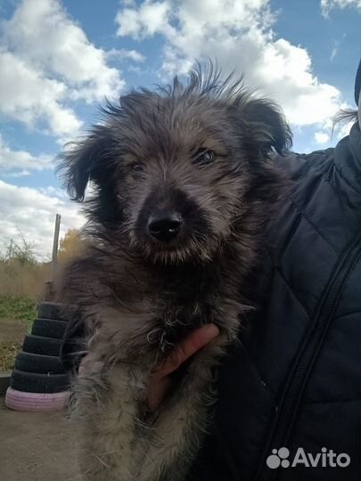 Щеночек в добрые ручки