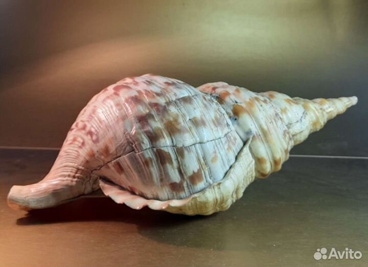 Морская ракушка раковина, огромный размер
