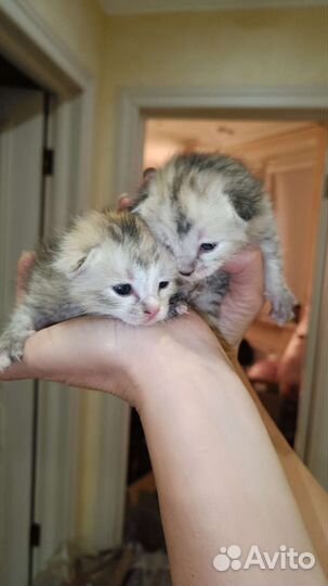 Отдам в добрые руки