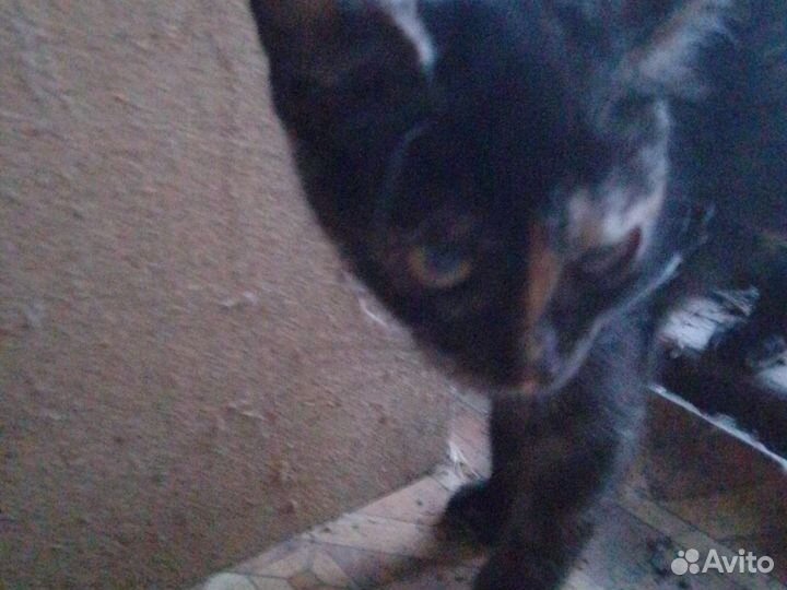 Кошка в дар бесплатно