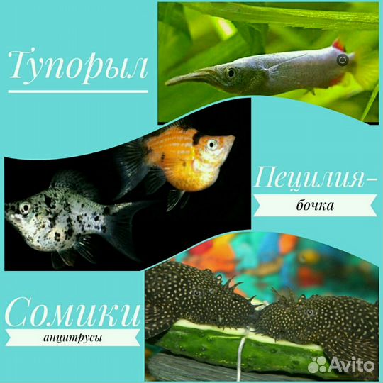 Аквариумные рыбки