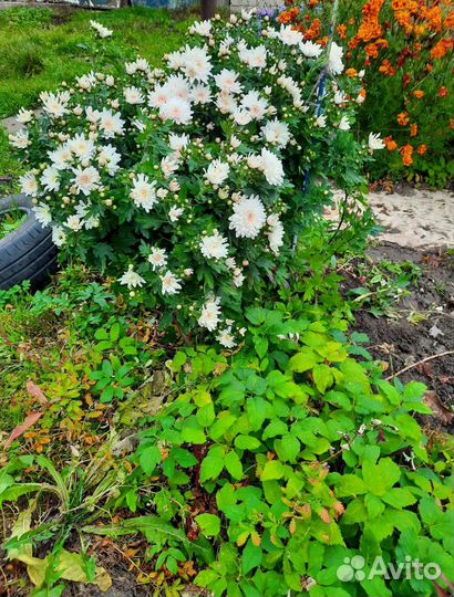 Хризантемы разные