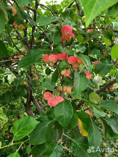 Продам яблоки полукультурка