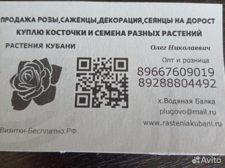 Бирючина, сеянцы и кусты,живая изгородь