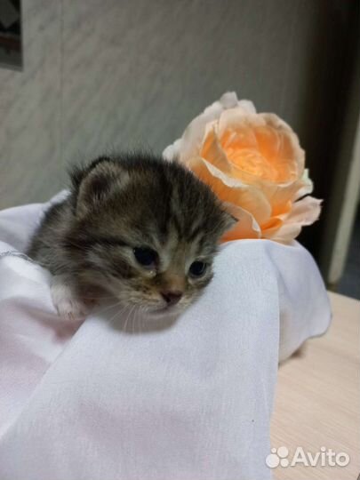 Отдам котят в заботливые и добрые руки