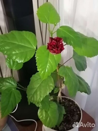 Гибискус Китайская роза