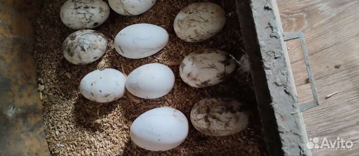 Яйцо гусиное