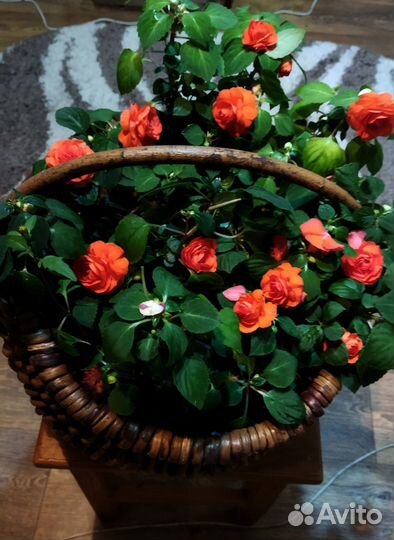 Цветы домашние в горшках