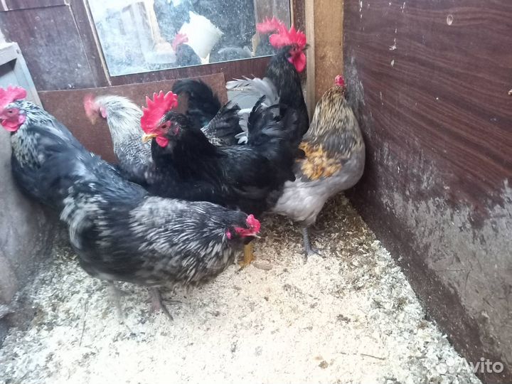 Молодые петухи