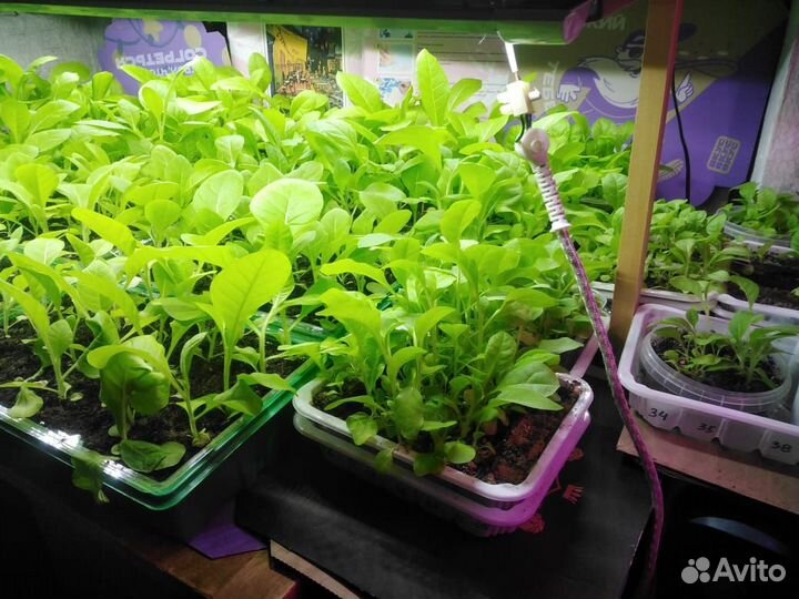 Рассада табака курительного