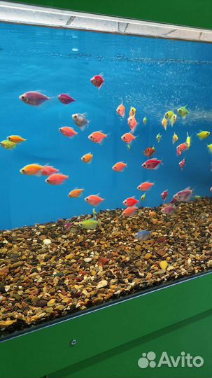 Аквариумные рыбки