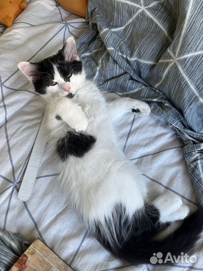 Отдам в добрые руки котенка