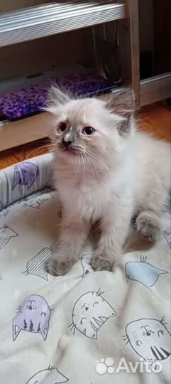 Кошки в добрые руки бесплатно