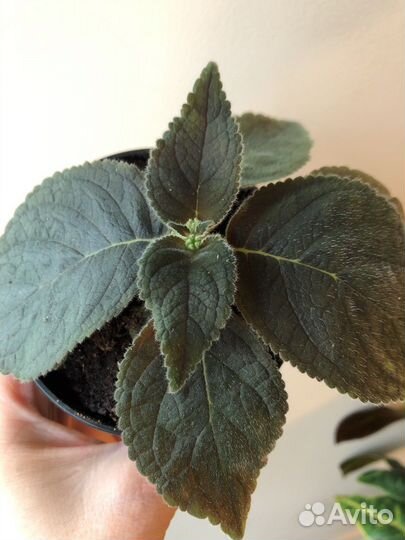 Колерия J F’s Soli