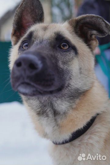 Молодой пес в добрые руки