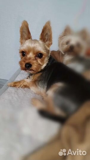 Йоркширский терьер вязка