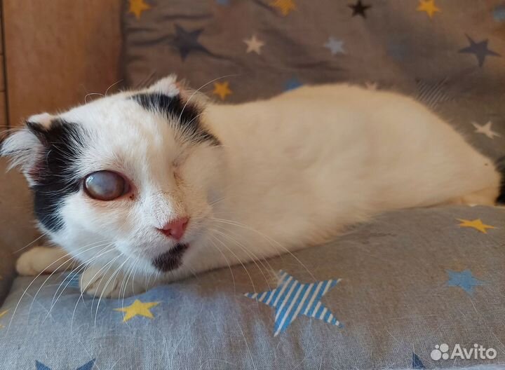 Кошечка в добрые руки