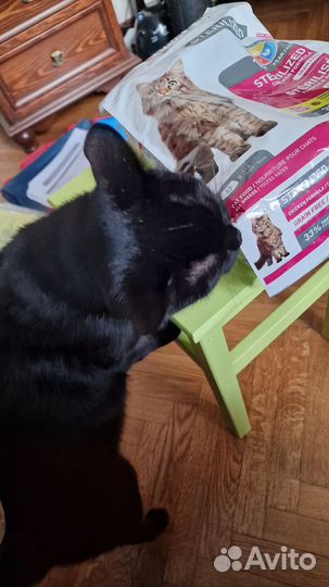 Сухой корм для котика Канада