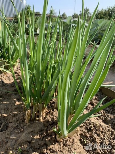 Лук многоярусный многолетний