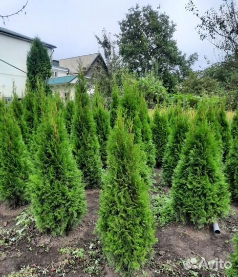 Туя смарагд 130-160см опт