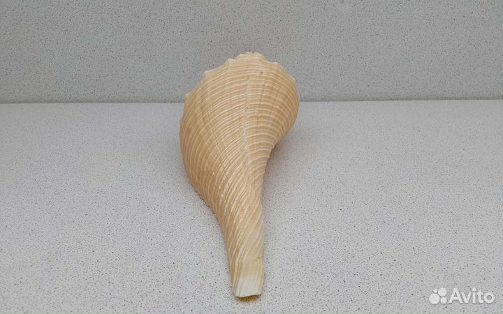 Хемифусус Туба 23,9 морская ракушка раковина