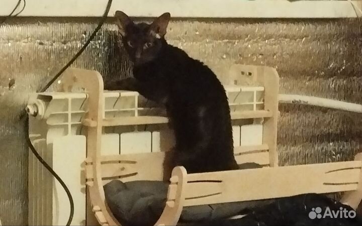 Ориентальная девочка