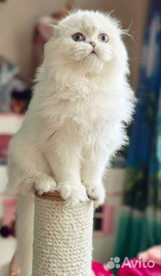 Шотландская вислоухая