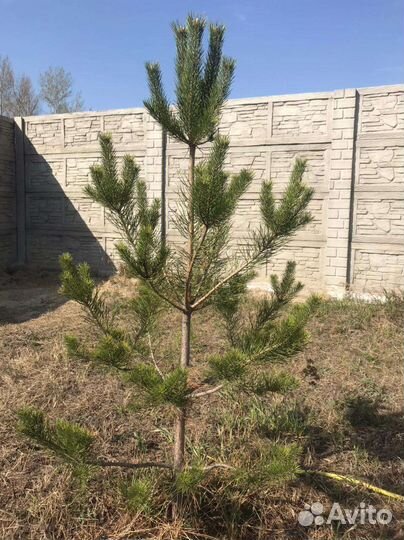 Сосна саженцы на заказ