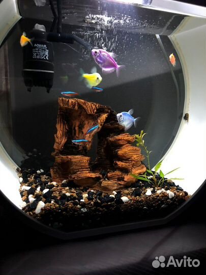 Аквариум