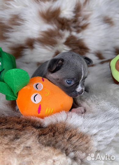 Роскошная Голубая Девочка